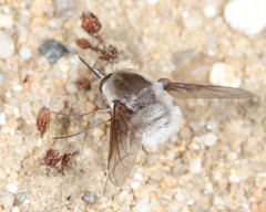Bombylius incanus