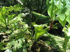 Anthurium clavigerum
