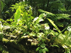 Anthurium clavigerum