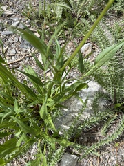 Angelica kingii