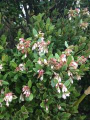 Vaccinium consanguineum