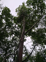 Cochlospermum vitifolium