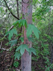 Cochlospermum vitifolium