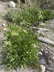 Angelica kingii