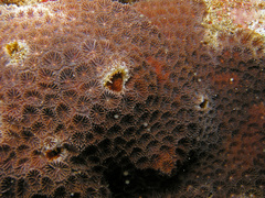 Leptastrea transversa