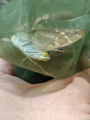 Apatura ilia