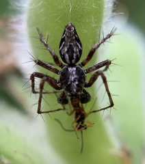 Oxyopes ramosus