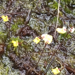 Utricularia minor