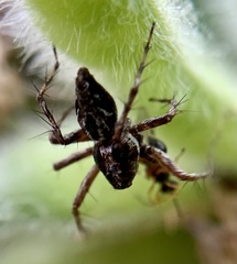 Oxyopes ramosus