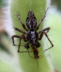 Oxyopes ramosus