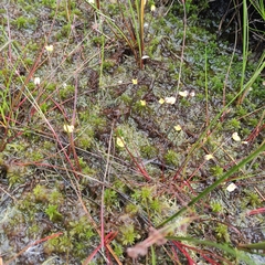 Utricularia minor