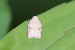 Acleris cornana