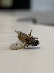 Helina