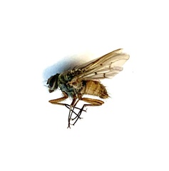 Helina