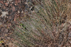 Erigeron petrophilus