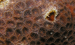 Leptastrea transversa