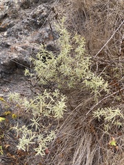 Castilleja grisea