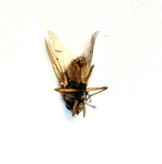 Helina