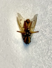 Helina