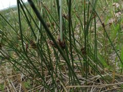 Juncus haenkei