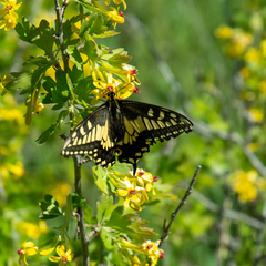 Papilio machaon dodi