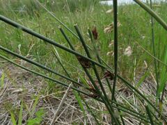 Juncus haenkei