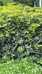 Heptapleurum arboricola