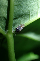 Anthocoris nemorum