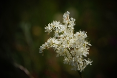 Filipendula vulgaris