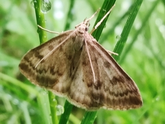 Udea decrepitalis
