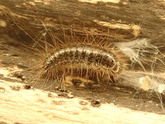 Dermestes gyllenhalii