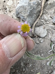 Erigeron clokeyi
