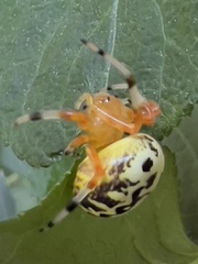 Araneus marmoreus