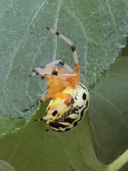 Araneus marmoreus