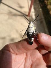 Cephonodes hylas virescens