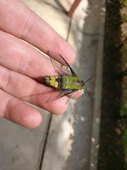 Cephonodes hylas virescens