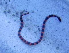 Geophis semidoliatus