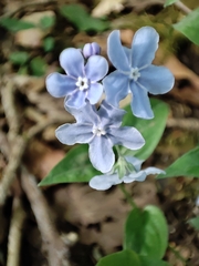 Omphalodes cappadocica