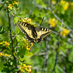 Papilio machaon dodi