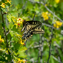 Papilio machaon dodi
