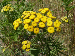 Tanacetum vulgare