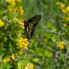 Papilio machaon dodi