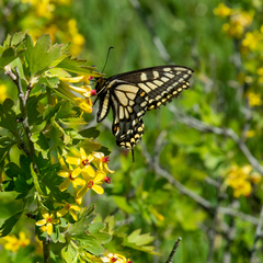 Papilio machaon dodi