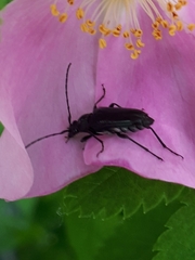 Grammoptera subargentata