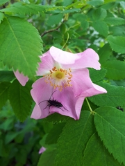Grammoptera subargentata