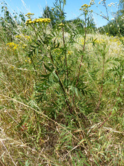 Tanacetum vulgare