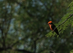 Pyrocephalus rubinus