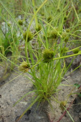 Carex bohemica