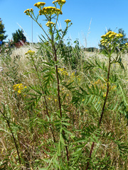Tanacetum vulgare