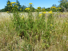 Tanacetum vulgare